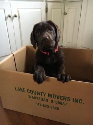 Lake County Movers INC